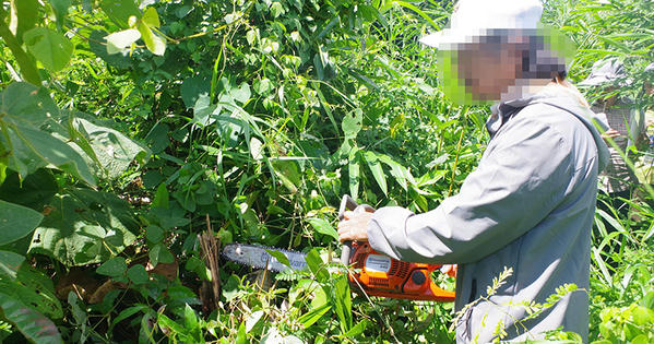 Bắt đối tượng hủy hoại gần 1ha rừng tự nhiên tại Quảng Ngãi